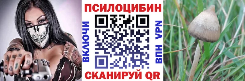 МЕГА tor  Пересвет  Псилоцибиновые грибы Cubensis  где купить наркоту 